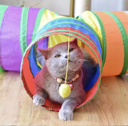 Tunnel pliable arc-en-ciel pour chat