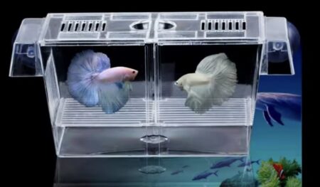 Boîte d'isolation en acrylique transparente pour poissons, support d'incubateur d'aquarium, élevage précieux