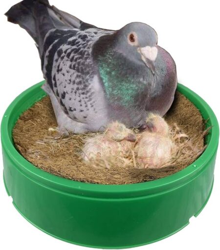 🟢 عش الحمام البلاستيك – جودة عالية وثمن مناسب